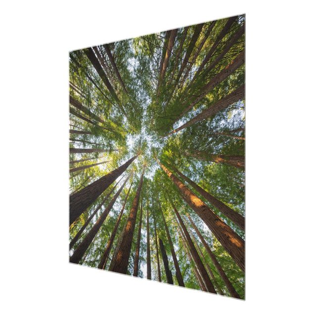 Glass print - Sequoia Tree Tops