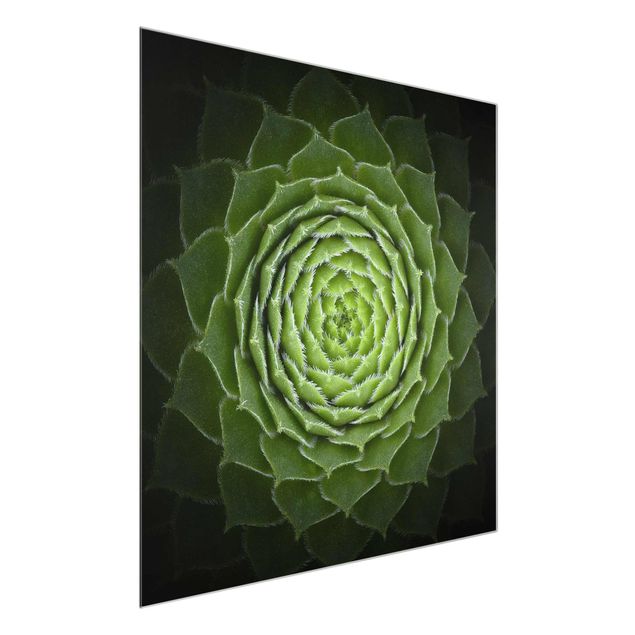 Glass print - Mandala Succulent