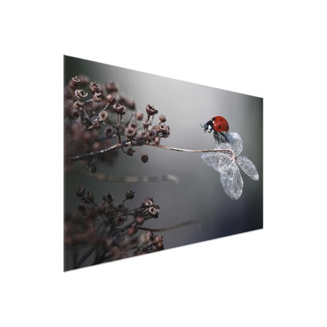 Glass print - Ladybird On Hydrangea