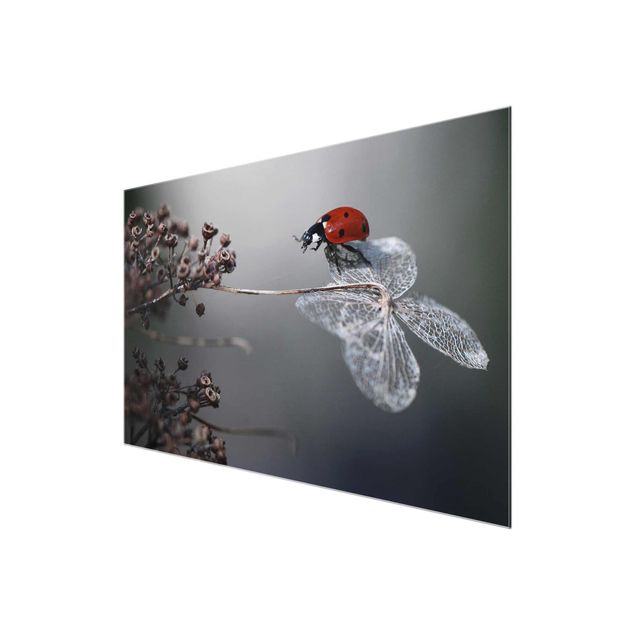 Glass print - Ladybird On Hydrangea