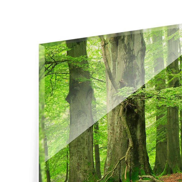 Glass print - Mighty Beech Trees