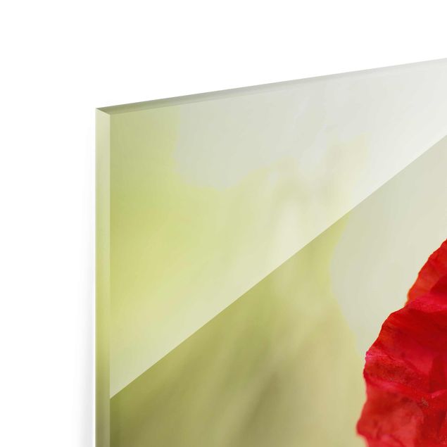 Glass print - Poppy In The Garden