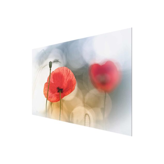 Glass print - Poppies In The Morning