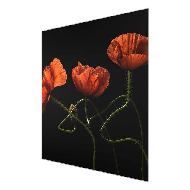 Glass print - Poppies At Midnight