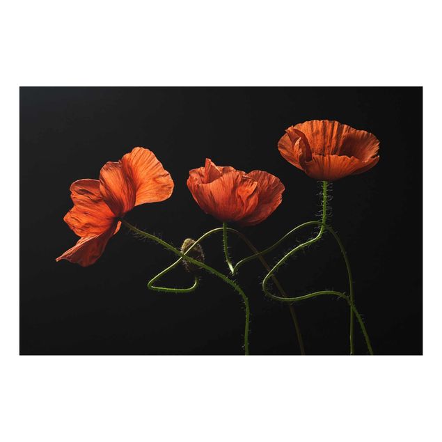 Glass print - Poppies At Midnight