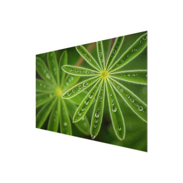 Glass print - Morning Dew On Lupine Leaves