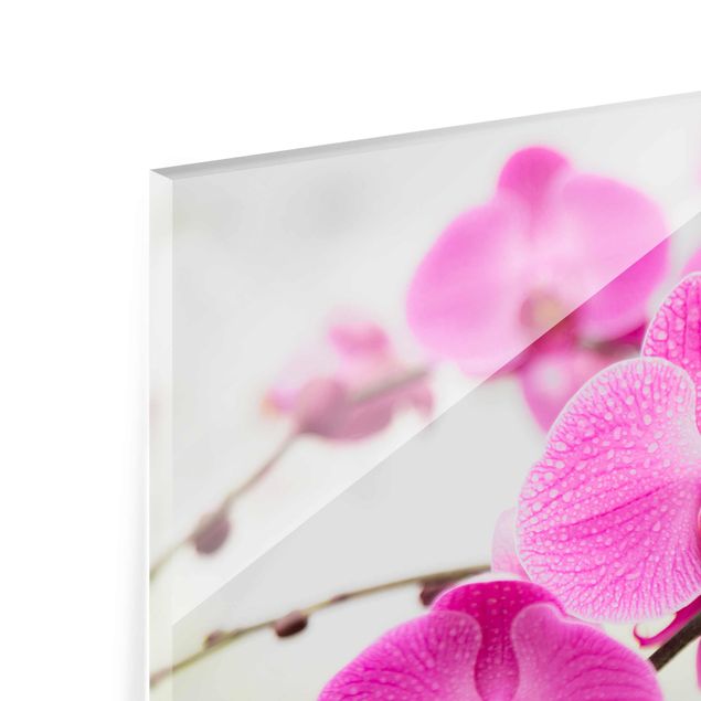 Glass print - Close-Up Orchid