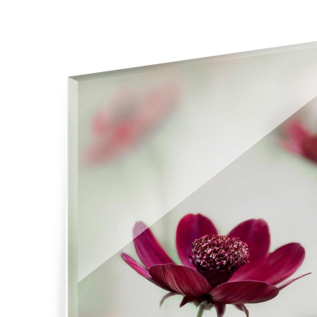Glass print - Pink Cosmos Flower