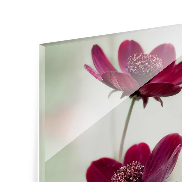 Glass print - Pink Cosmos Flower