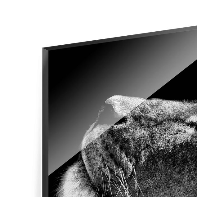 Glass print - Portrait Of A Lioness