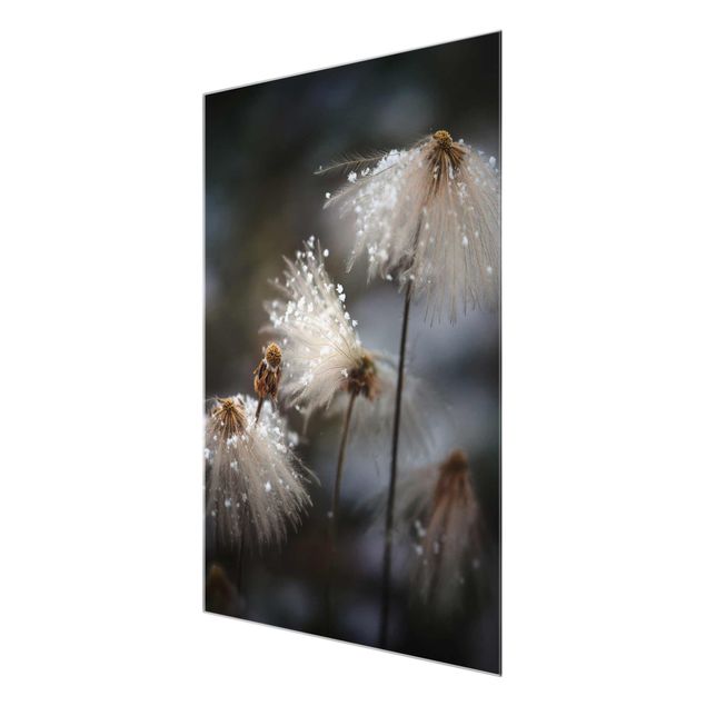 Glass print - Dandelions With Snowflakes