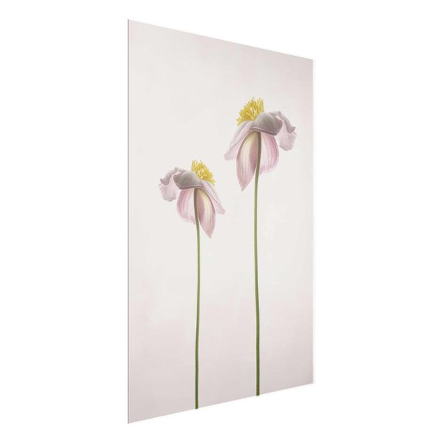 Glass print - Pink Anemone Blossoms