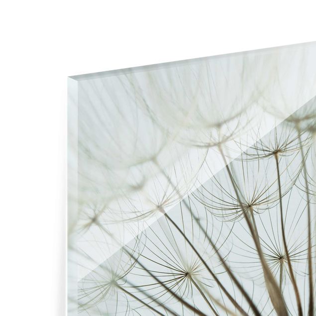 Glass print - Beautiful dandelion macro shot