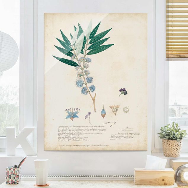 Glass print - Melastomataceae - Angustifolium