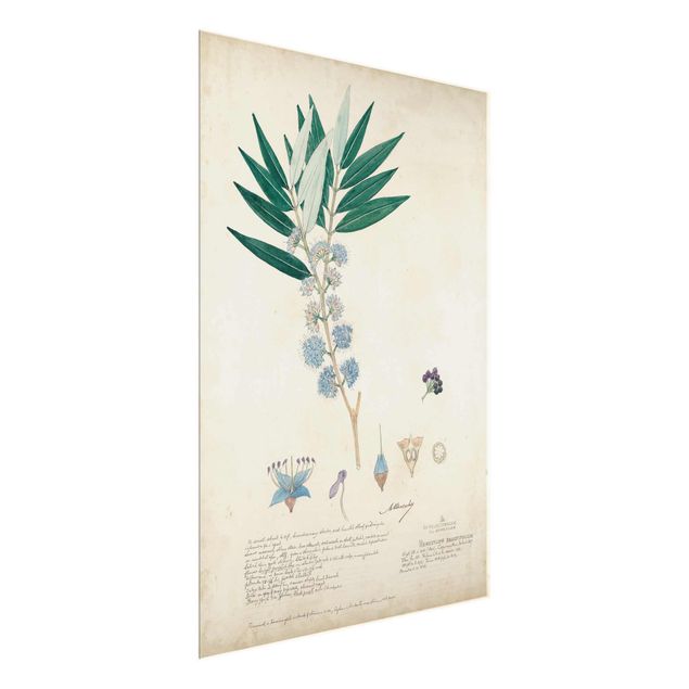 Glass print - Melastomataceae - Angustifolium