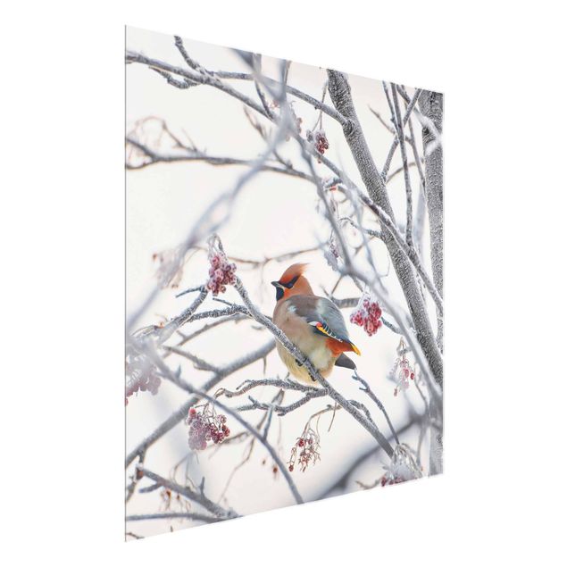 Glass print - Waxwing on a Tree