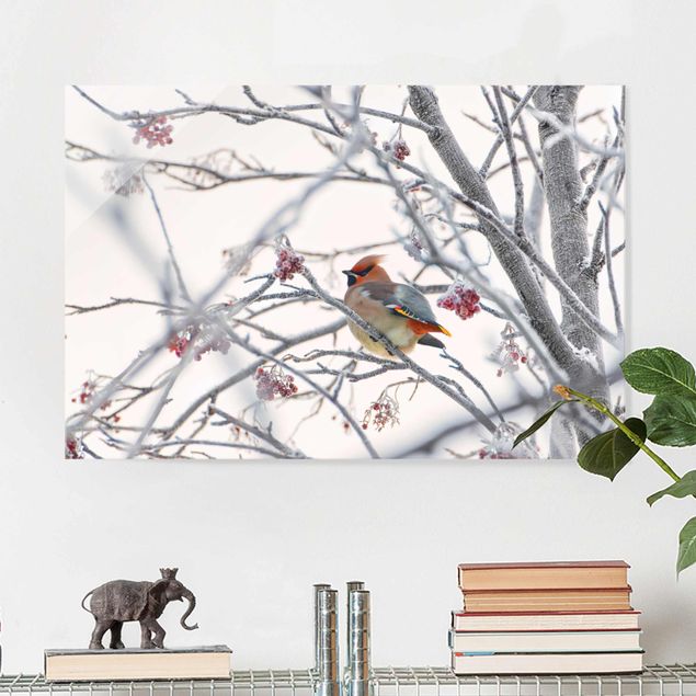 Glas Magnetboard Waxwing on a Tree
