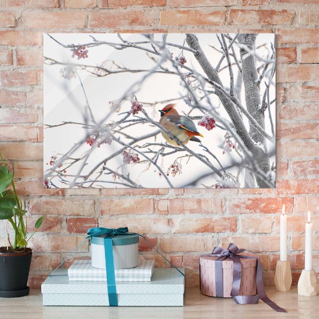 Glass print - Waxwing on a Tree