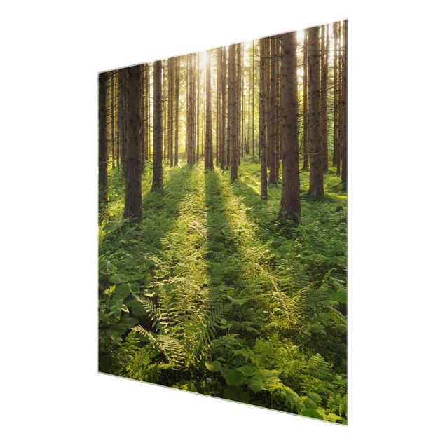 Glass print - Sun rays in a green forest
