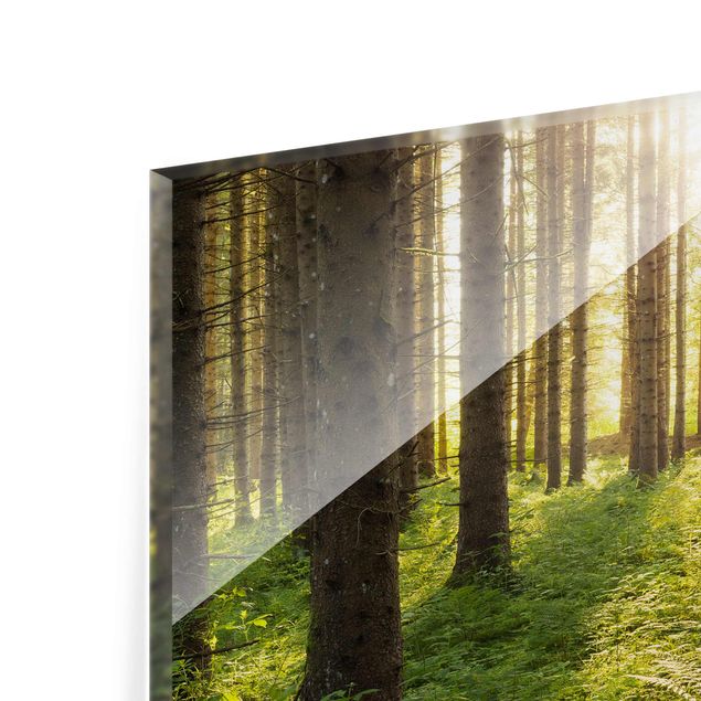 Glass print - Sun rays in a green forest