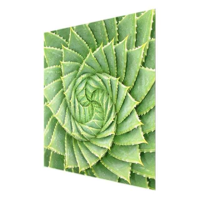 Glass print - Spiral Aloe