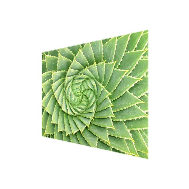 Glass print - Spiral Aloe