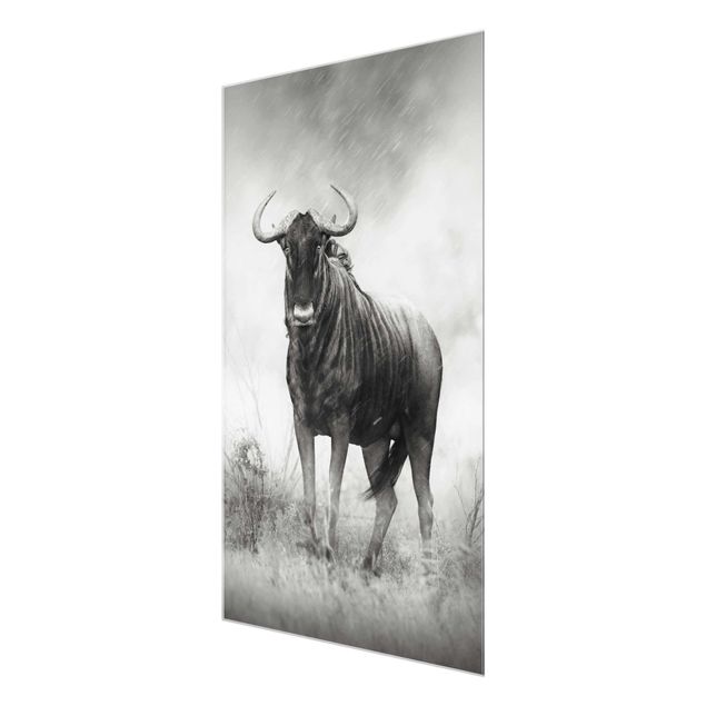 Glass print - Staring Wildebeest
