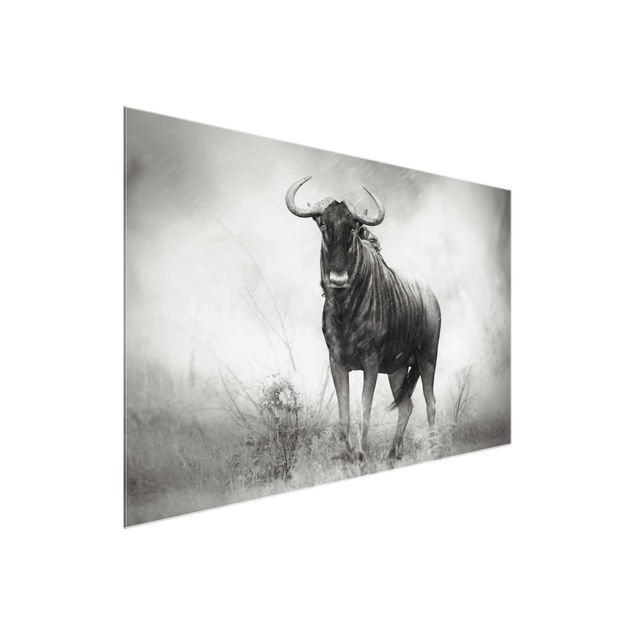 Glass print - Staring Wildebeest