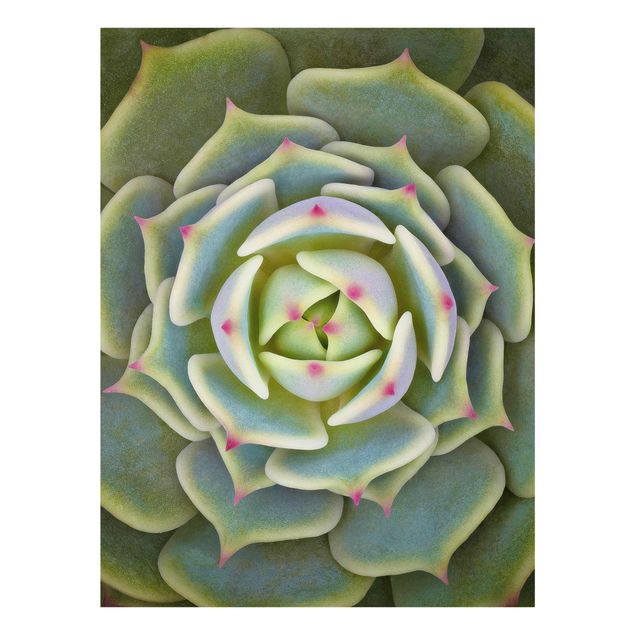 Glass print - Succulent - Echeveria Ben Badis