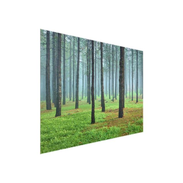 Glass print - Deep Forest With Pine Trees On La Palma