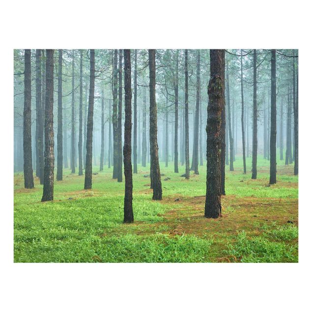 Glass print - Deep Forest With Pine Trees On La Palma