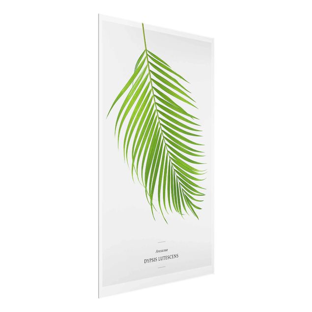 Glass print - Tropical Leaf Areca Palm
