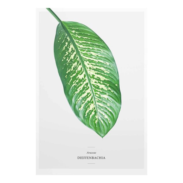Glass print - Tropical Leaf Dieffenbachia