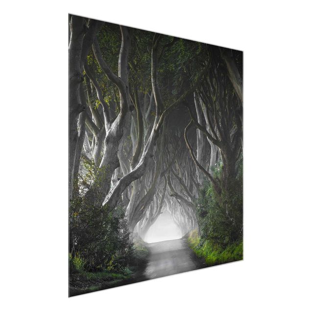 Glass print - Forest In Northern Ireland