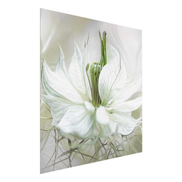 Glass print - White Nigella
