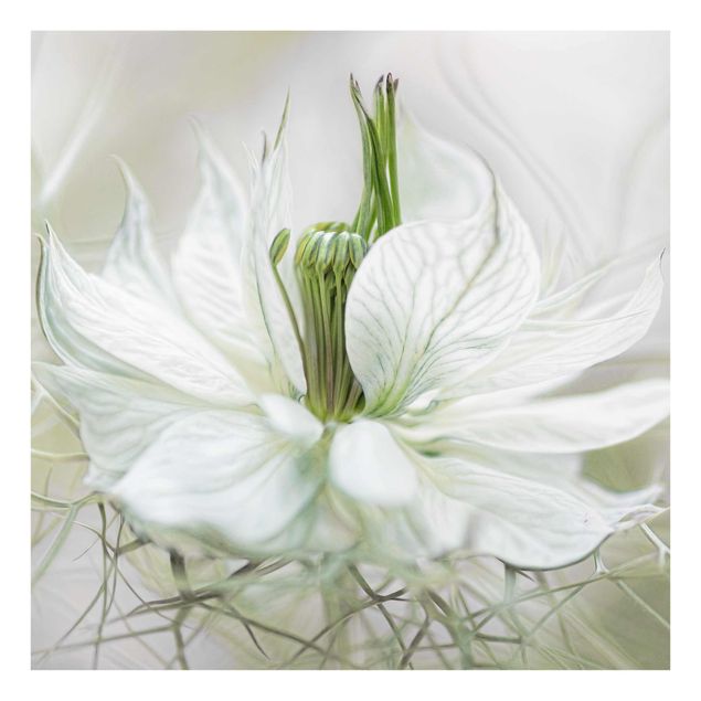 Glass print - White Nigella