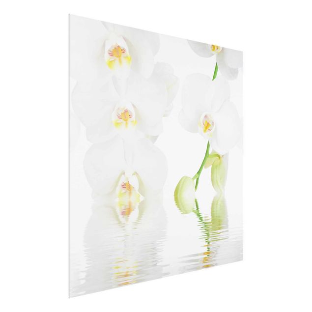 Glass print - Spa Orchid - White Orchid