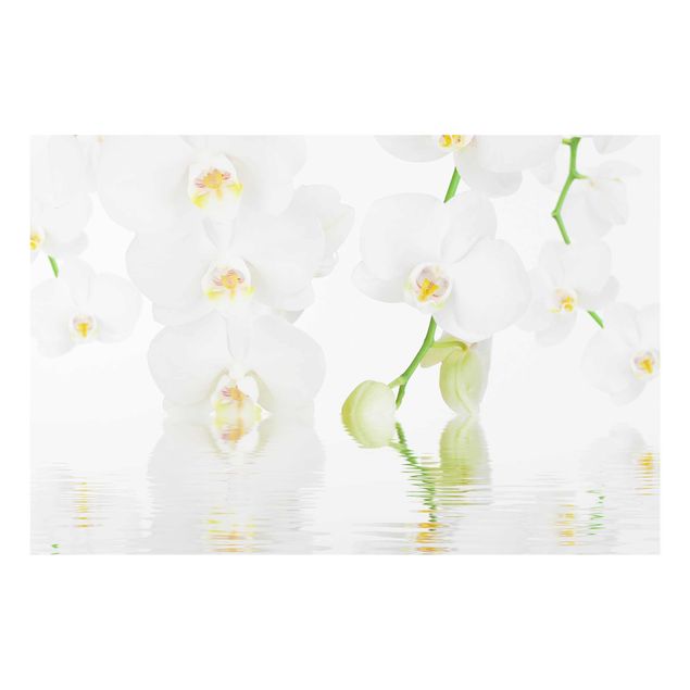 Glass print - Spa Orchid - White Orchid