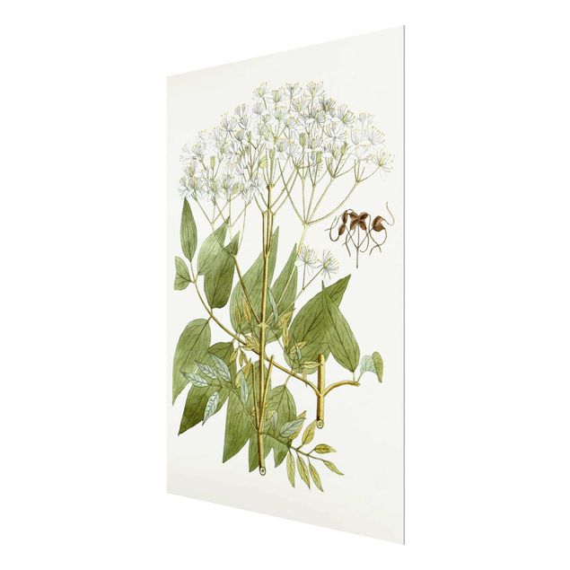 Glass print - Wild Herbs Board V