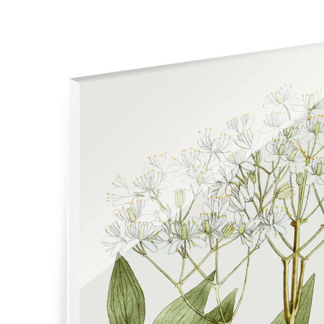 Glass print - Wild Herbs Board V