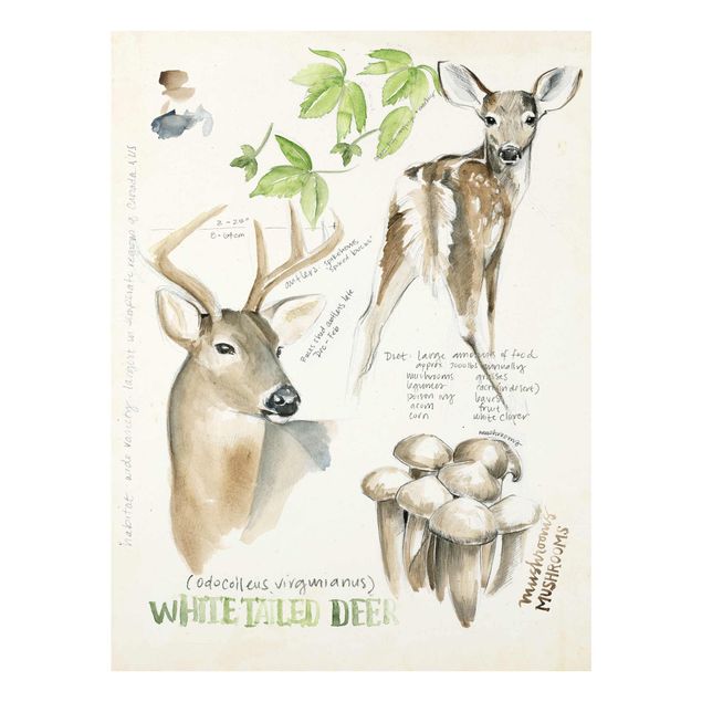 Glass print - Wilderness Journal - Deer