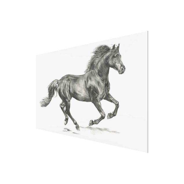 Glass print - Wild Horse Trial - Stallion