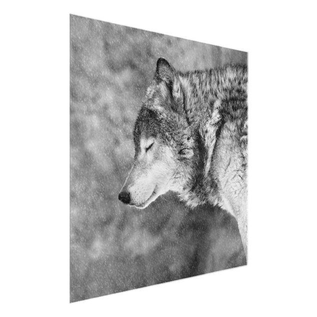 Glass print - Winter Wolf