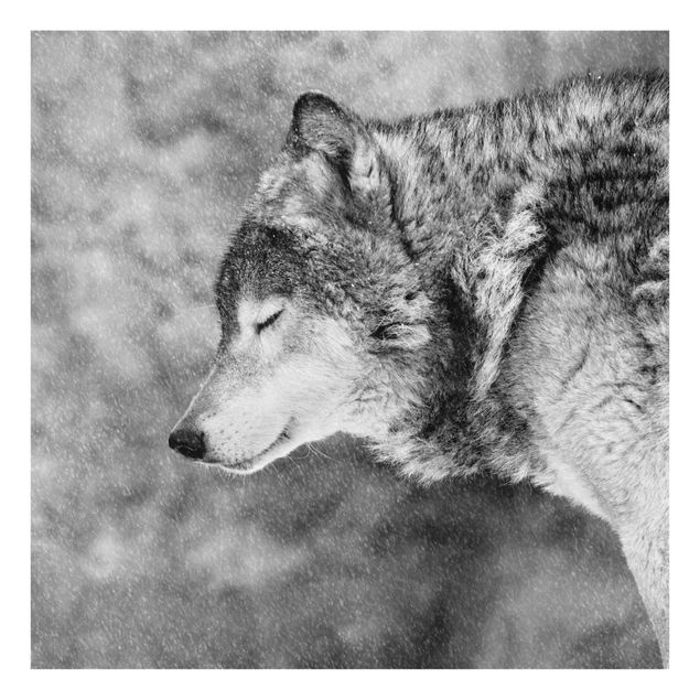 Glass print - Winter Wolf