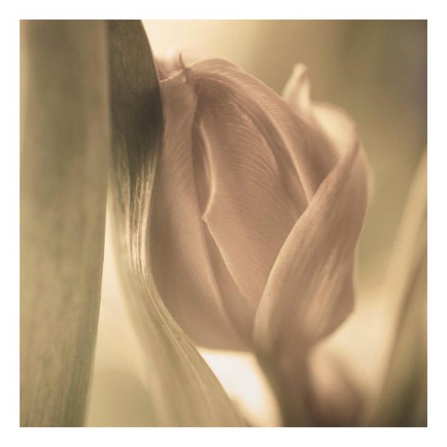 Glass print - Delicate Tulip