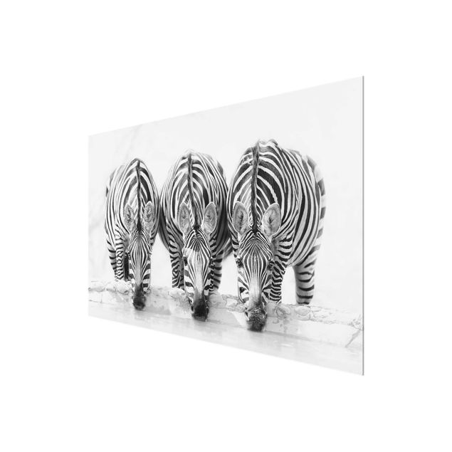 Glass print - Zebra Trio In Black And White