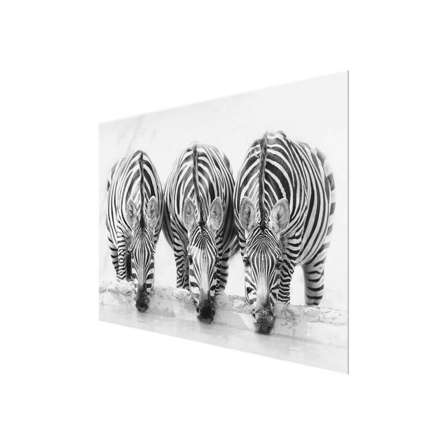 Glass print - Zebra Trio In Black And White