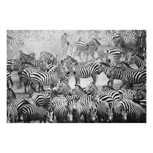 Glass print - Zebra herd II