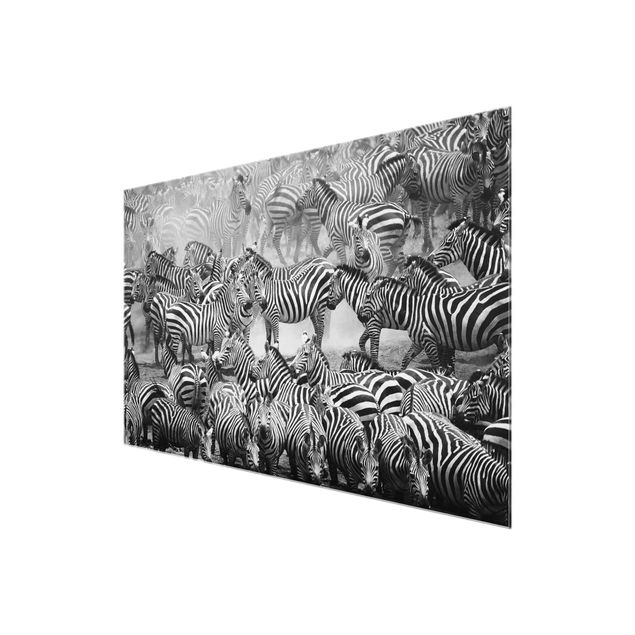 Glass print - Zebra herd II