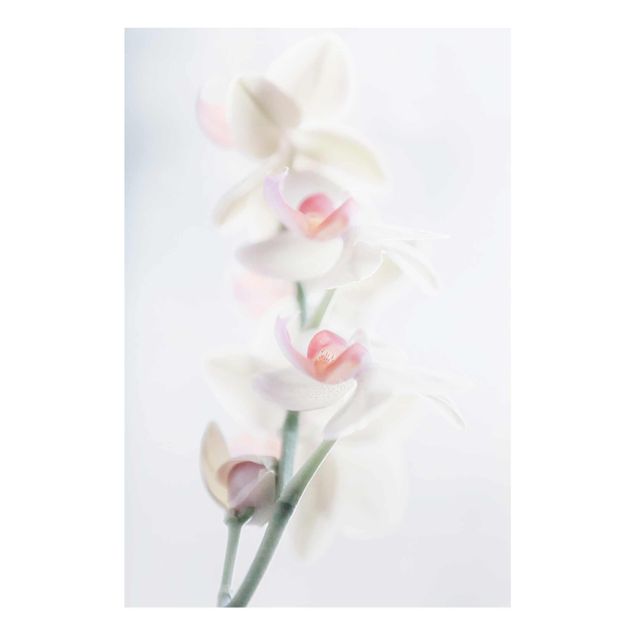Glass print - Delicate Orchid